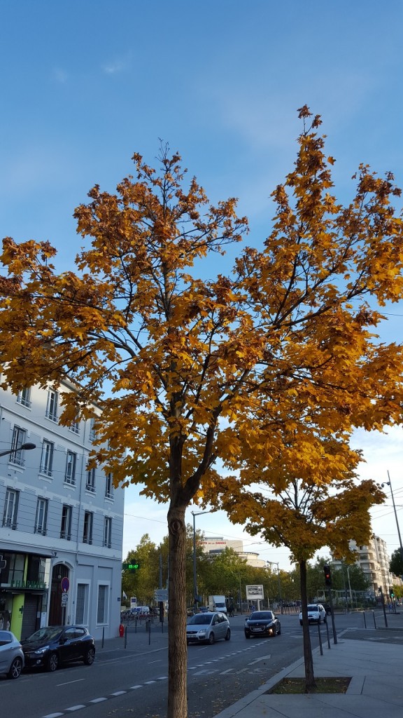 Galaxy S6 - Arbre en HDR