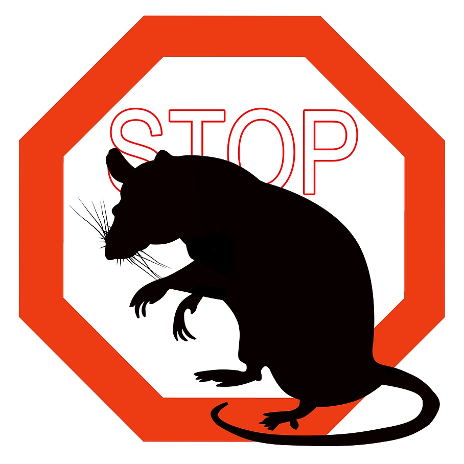 Comment se débarasser des nuisibles - rats guêpes moustiques - Astuces et conseils