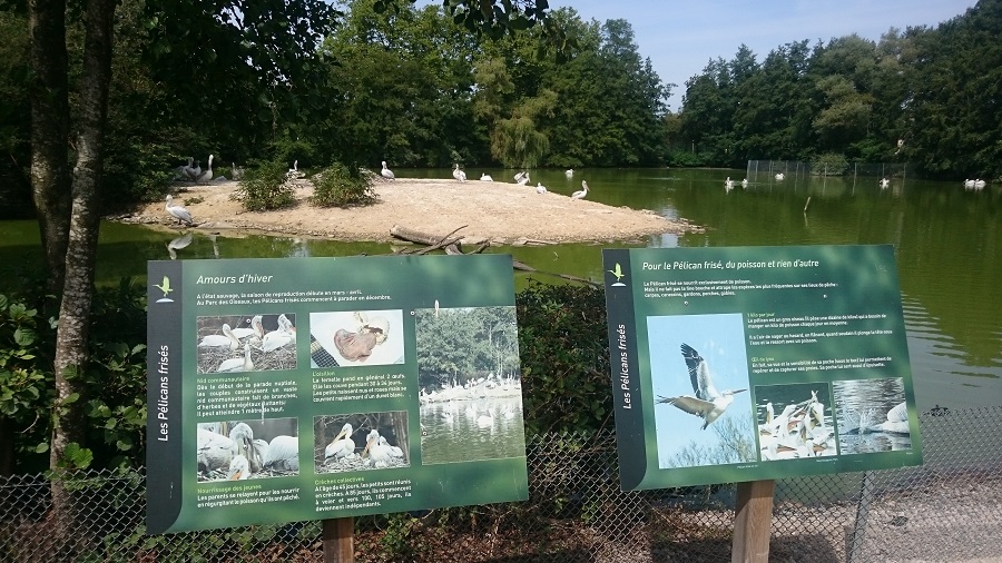 Parc aux oiseaux Villars Les Dombes - découverte avis et visite - L'étang des pélicans 1