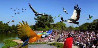 Parc aux oiseaux Villars Les Dombes découverte avis visite