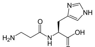 Avantages et bienfaits de la carnosine