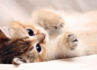 Pourquoi adopter un chaton en été