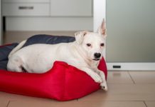 Conseils pour dresser un chien vivant en appartement