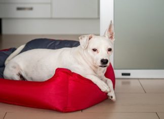 Conseils pour dresser un chien vivant en appartement